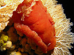 spanish dancer by Martin Dalsaso 